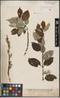 Foto von Salix caprea L.
